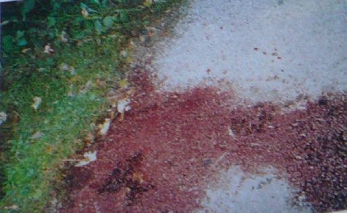 07 Blood on the pavement2.jpg