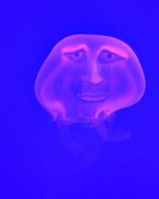 Jellyfish Journalism 